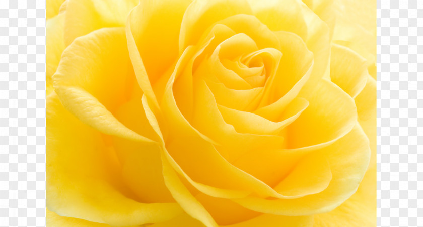 Flower Garden Roses Yellow Fototapet Wallpaper PNG