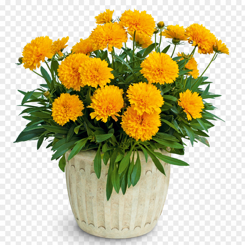 Flower Large-flowered Tickseed Perennial Plant Plains Coreopsis Sphere PNG