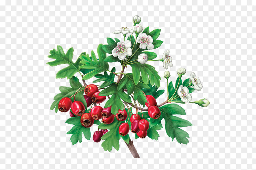 Herbal Hibiscus Tea Organic Food Flowering Green PNG