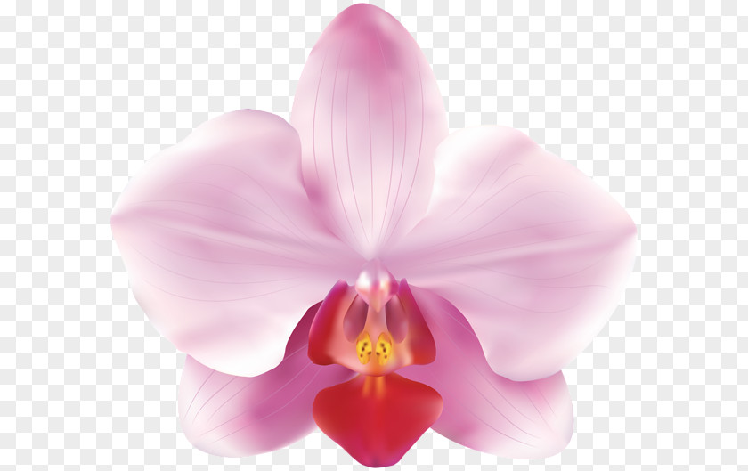 Orchids Flower PNG