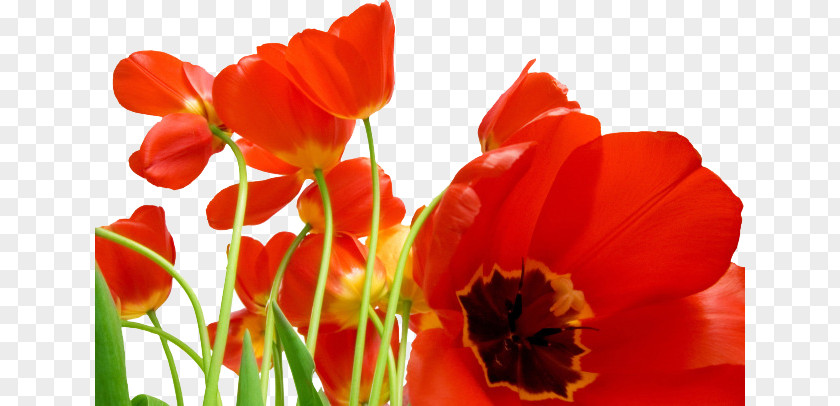 Red Bouquet Flower Poppy Tulip Wallpaper PNG