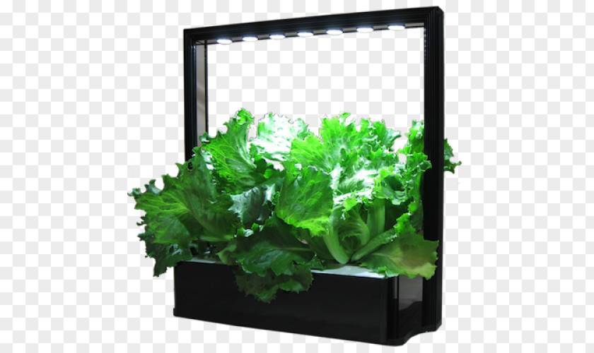 Vegetable Lettuce Herb MINI Cooper Light PNG