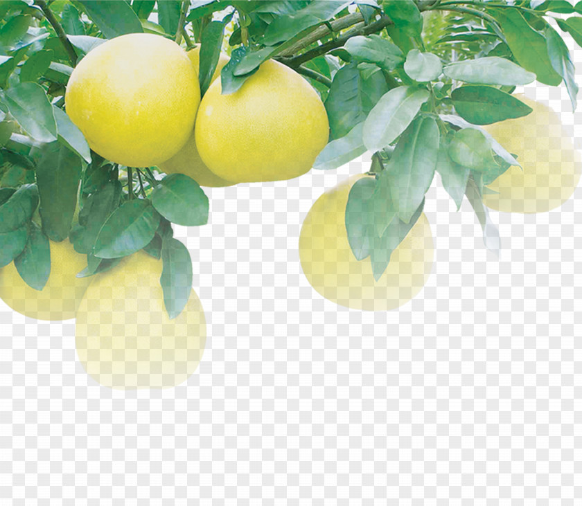 Grapefruit Tree Citrus Fruit Pomelo Red Lemon Juice Citron PNG