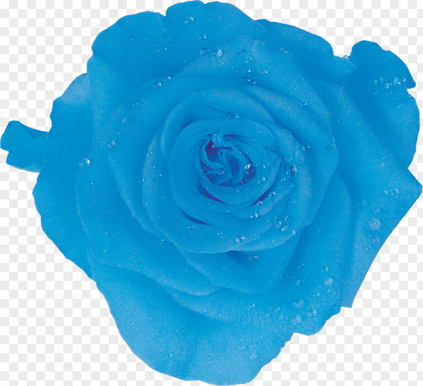Ice Packs Garden Roses Amazon.com Cooler Blue Rose PNG