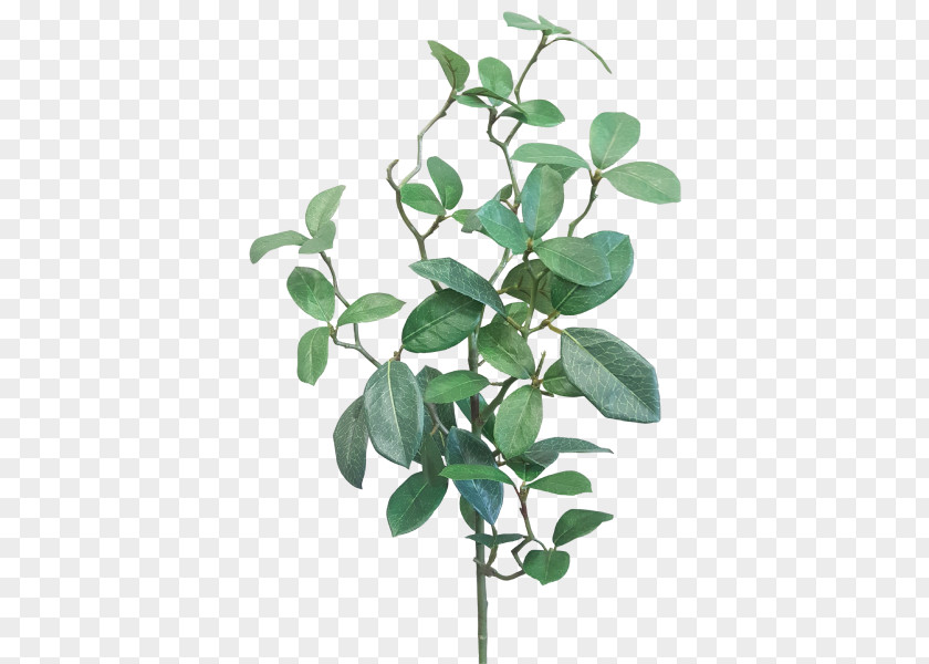 Leaf Branch Gardenia Plant Stem JMC Floral PNG