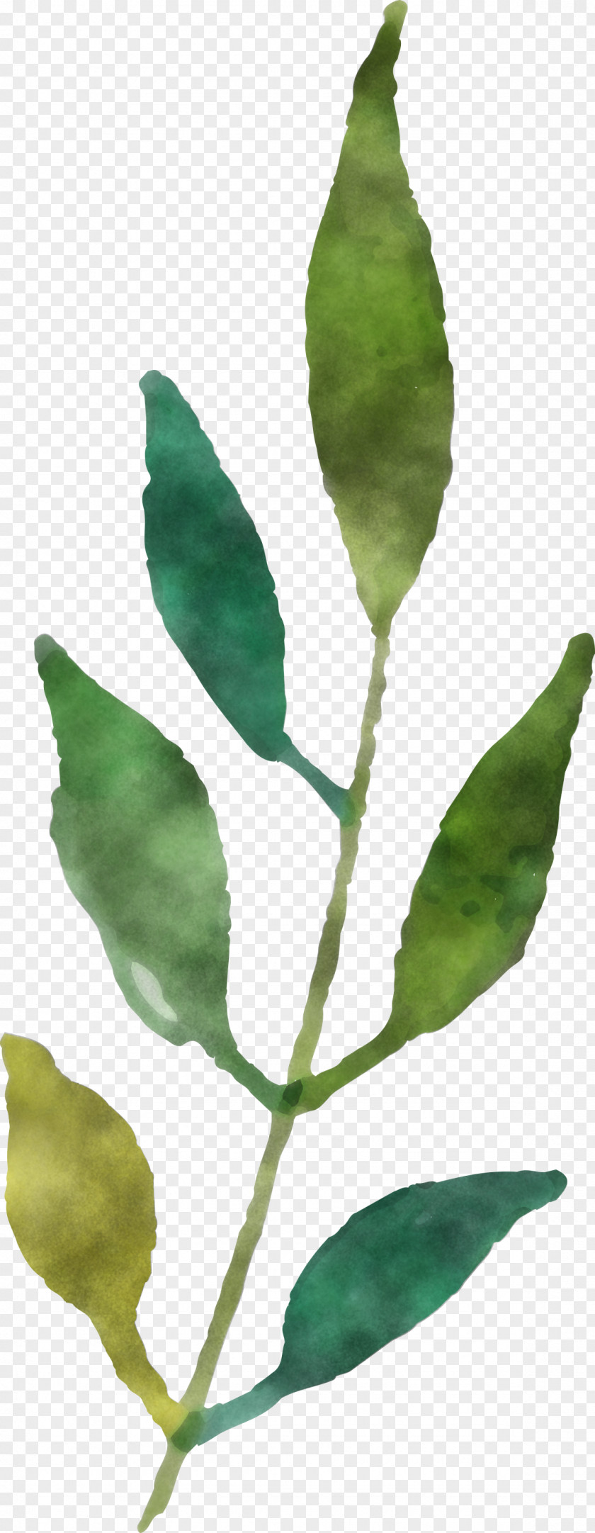 Leaf Plant Stem Twig Plants Biology PNG