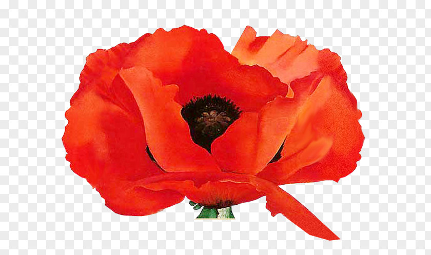 Painting Remembrance Poppy Oriental Poppies: Little Keep It Flowers PNG