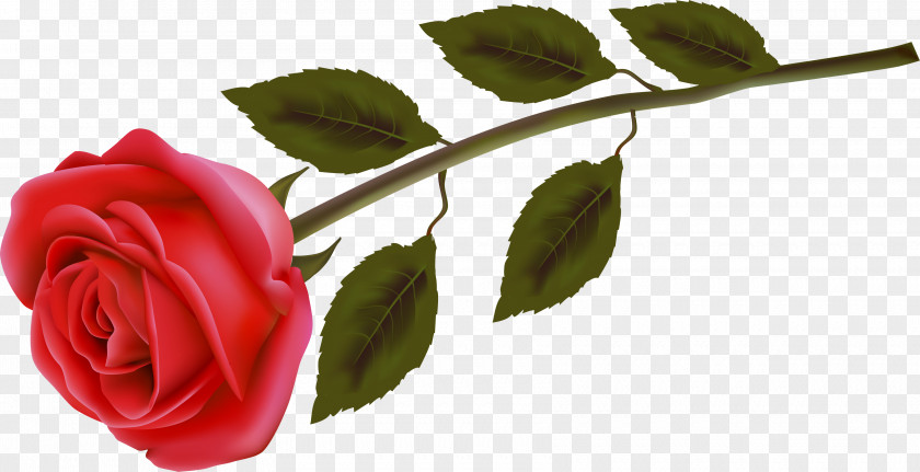 Rose Garden Roses Flower Image Red PNG