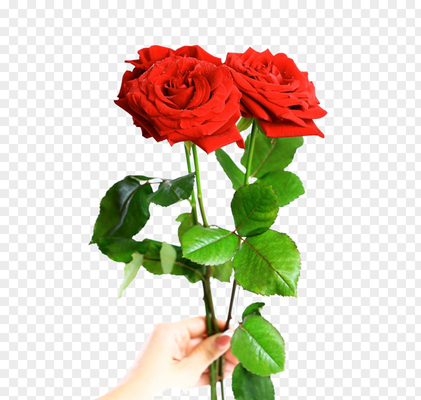 Valentine's Day Stock Photography Red Gift Rose PNG