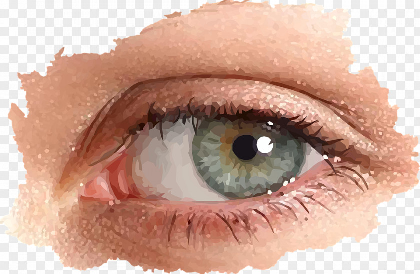 Eye Eyebrow Iris PNG