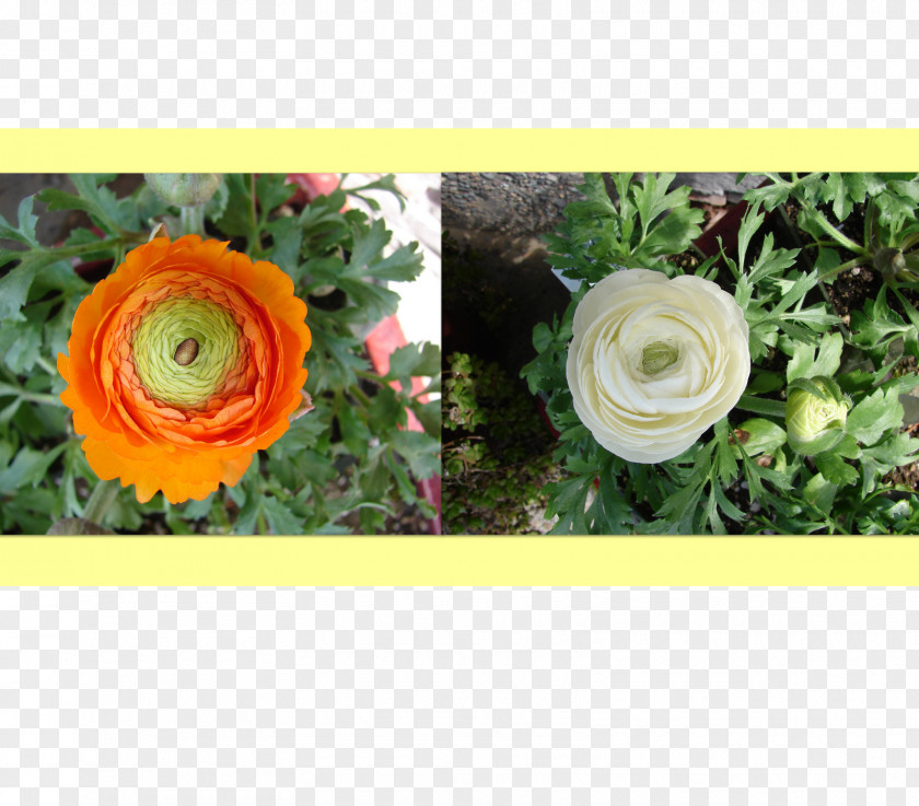 Flower Floral Design Cut Flowers Bouquet Artificial PNG