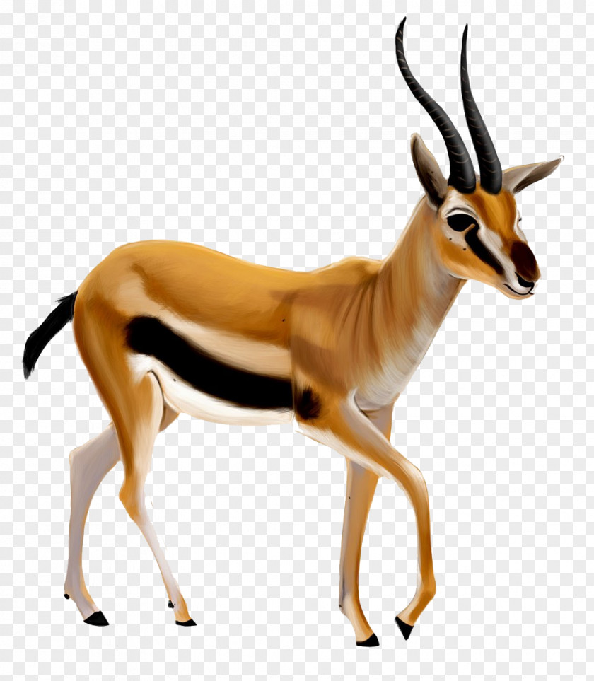 Gazelle Antelope Clip Art Transparency PNG