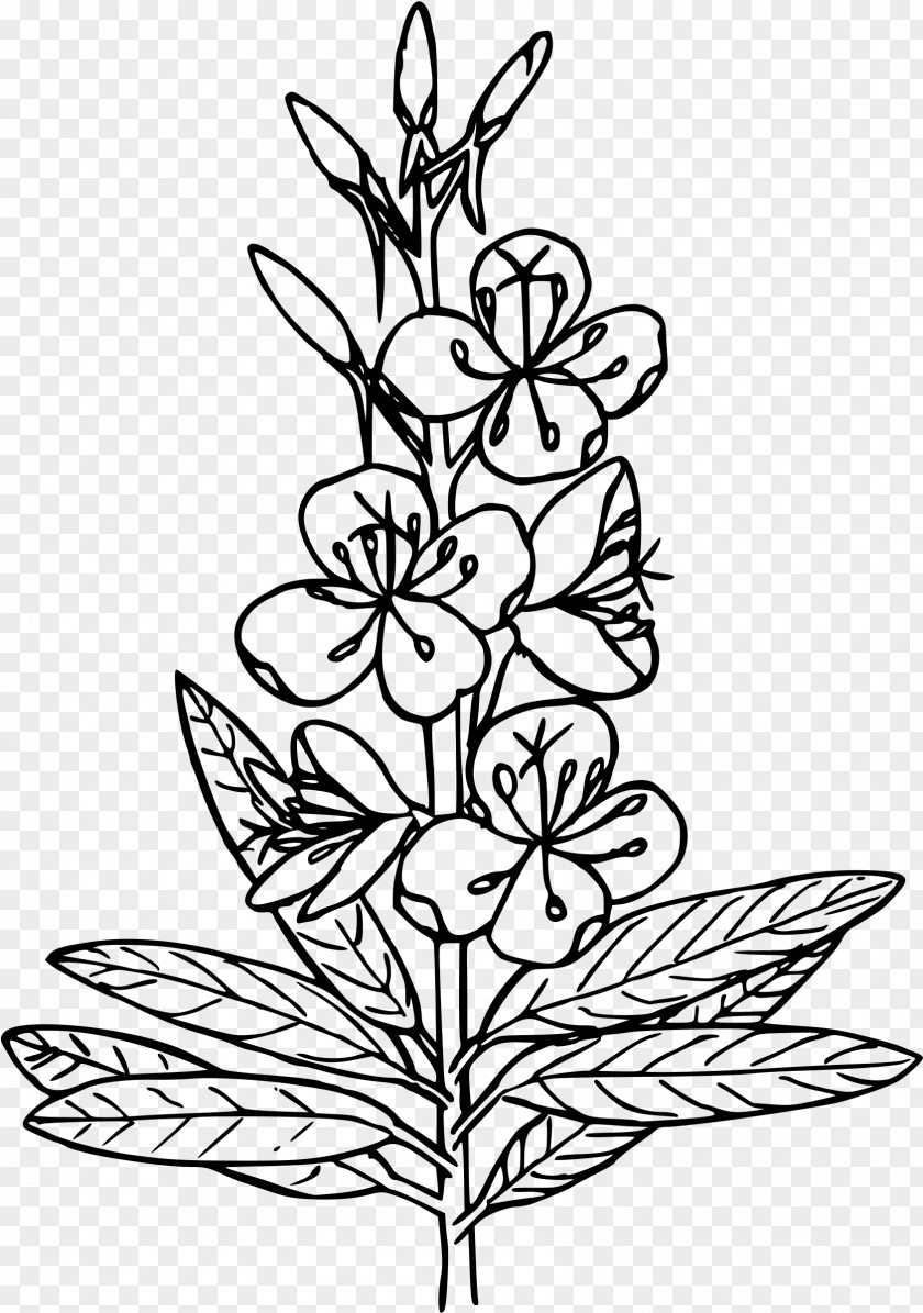 Herbs Coloring Book Fireweed Herb Blake Studies In Japan; A Bibliography Of Works On William Published Japan 1893-1993 Clip Art PNG
