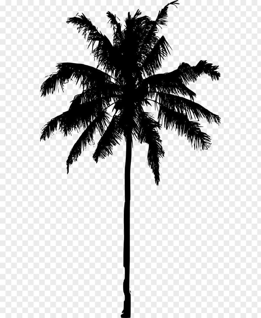 Overlooking The Coconut Tree Asian Palmyra Palm Arecaceae Silhouette PNG