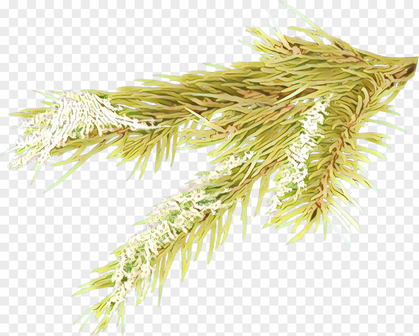 Pine Family White Plant Grass Red Tree PNG