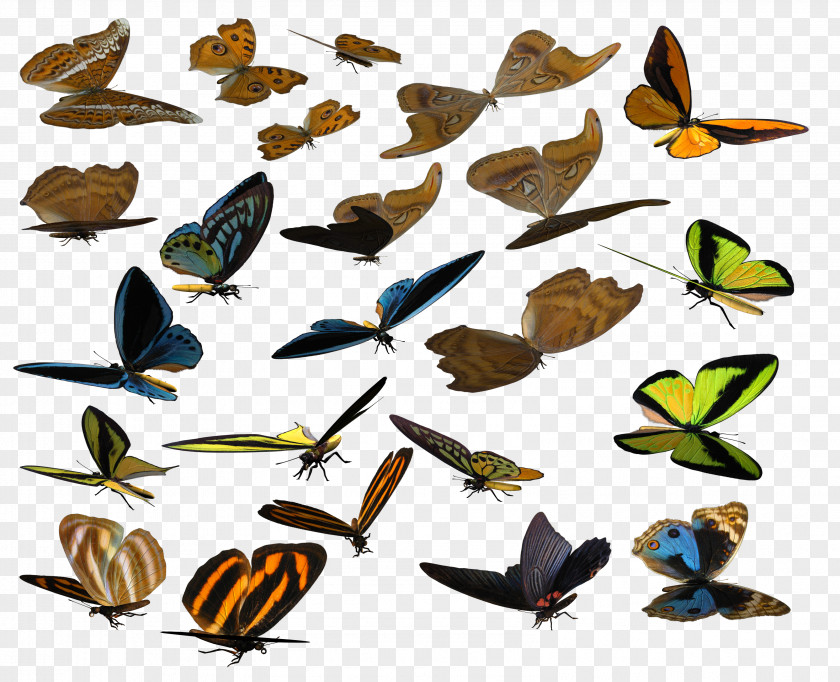 Butterfly Brush-footed Butterflies Animal Clip Art PNG