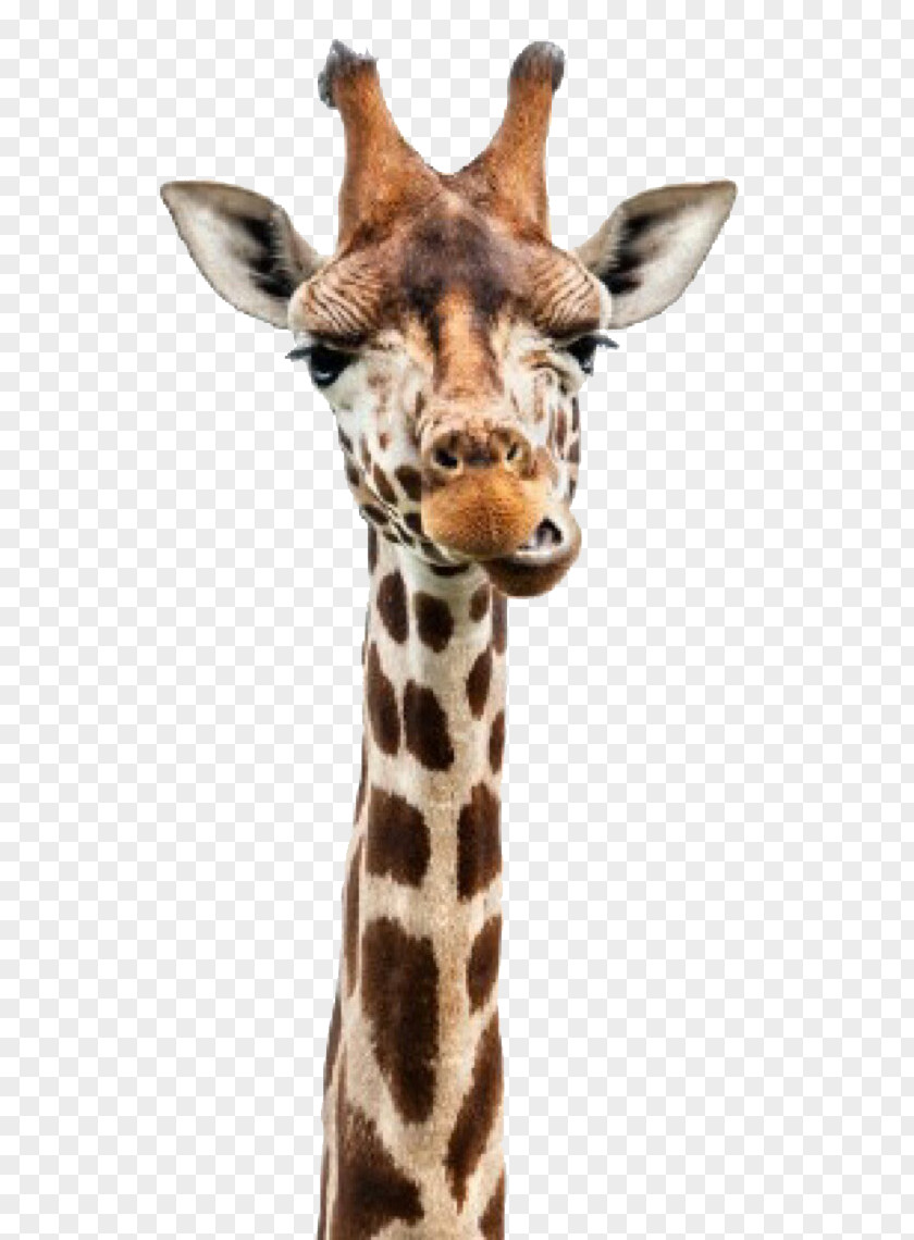 Cute Giraffe Reticulated Neck Stock Photography Head PNG