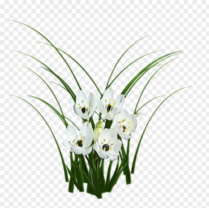 Lily Amaryllis Family Flower Flowering Plant Grass Of The Valley PNG
