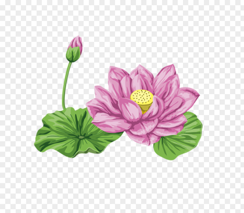 Pink Lotus Lilium Nelumbo Nucifera PNG