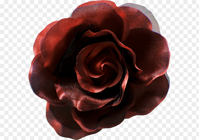 Rose Garden Roses Cut Flowers Petal PNG