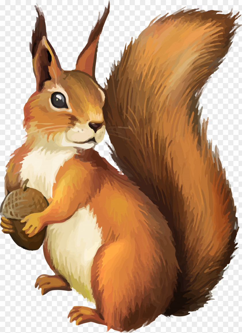 Squirrel Clip Art PNG