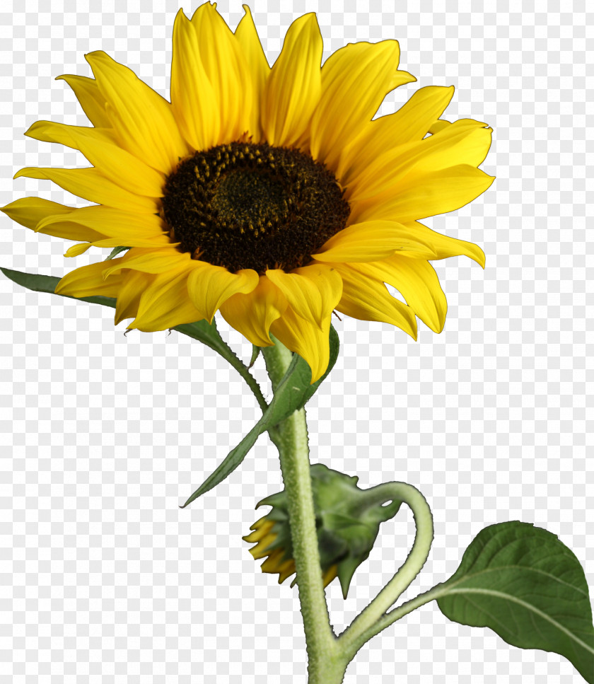 Sunflower Clip Art PNG