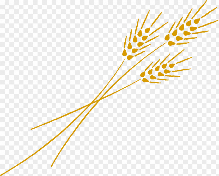 Wheat ムギ Bread Cereal PNG