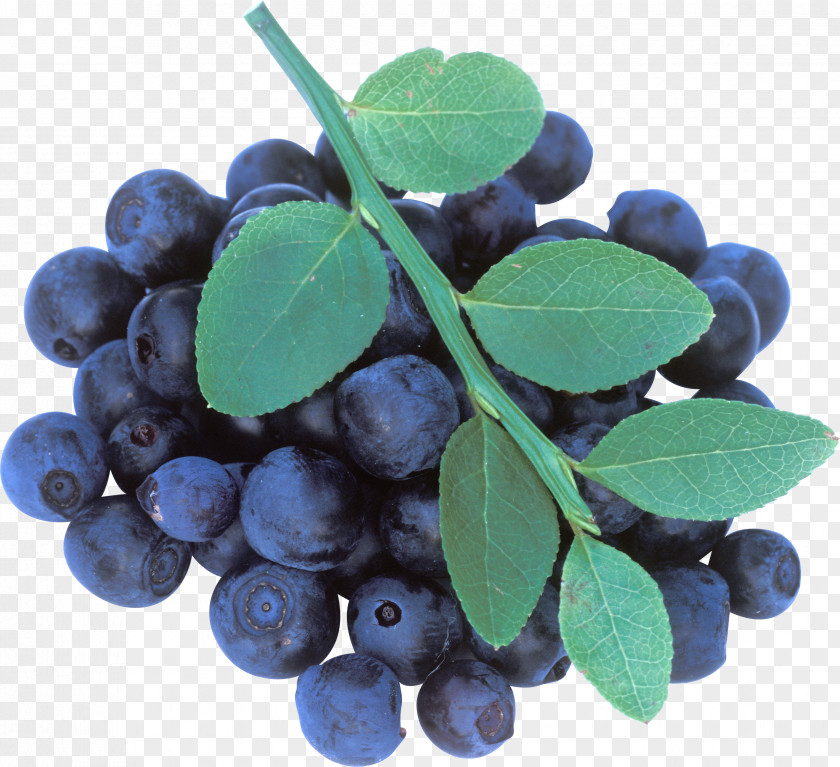 Blueberries Blueberry Tea Maqui Bilberry PNG