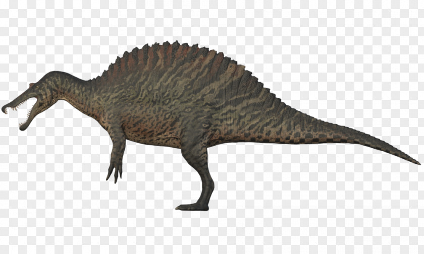 Dinosaur Tyrannosaurus Spinosaurus Baryonyx Giganotosaurus Utahraptor PNG