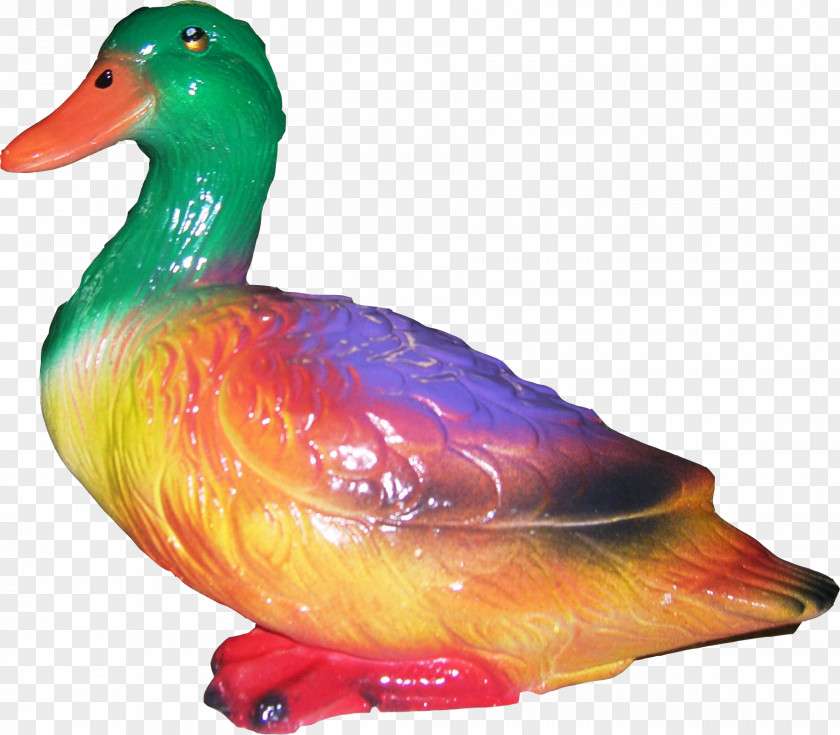 Duck Beak PNG
