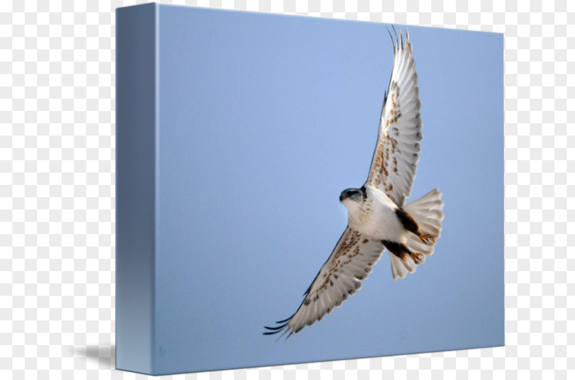 Eagle Hawk Fauna Beak Falcon PNG