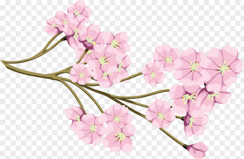 Flower Cherry Blossom 老人保健施設明生苑 969-1131 PNG