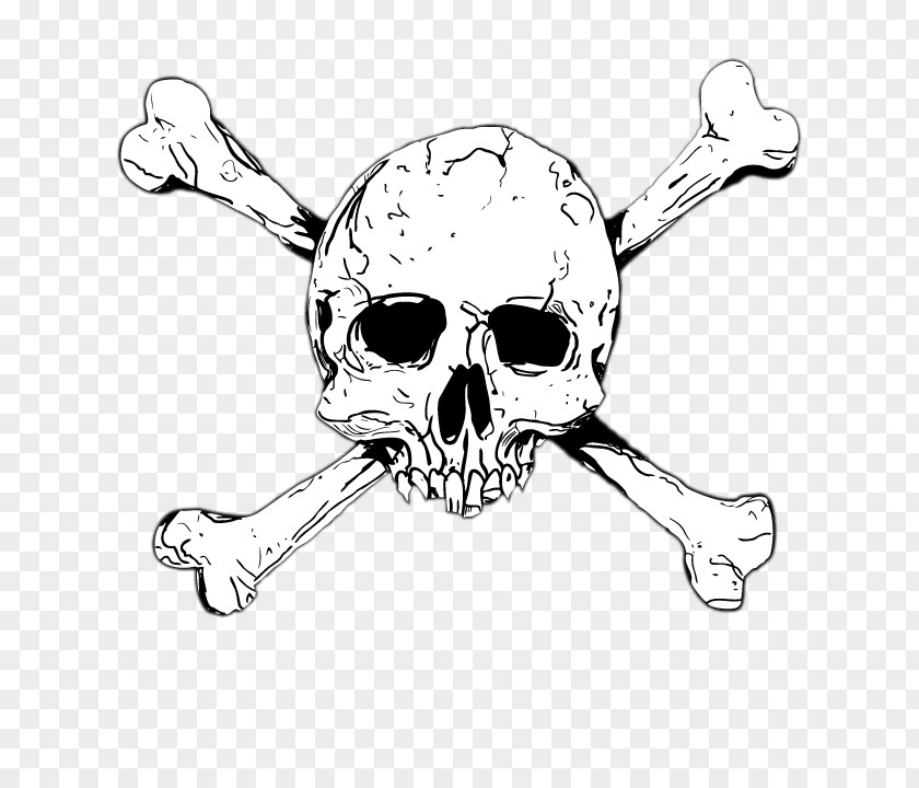 Skeleton Material Skull Clip Art PNG