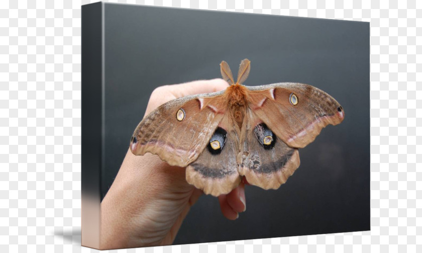 Butterfly Silkworm Brush-footed Butterflies Moth Imagekind PNG