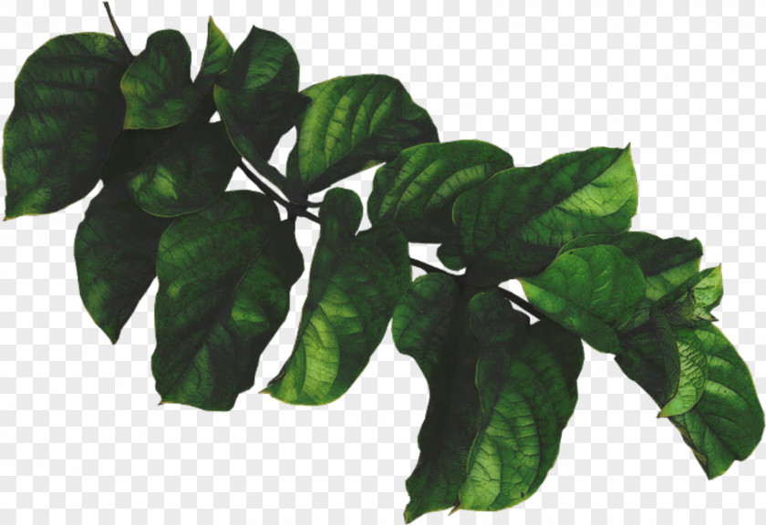 Harvest Leaf Green Plant Painting PNG