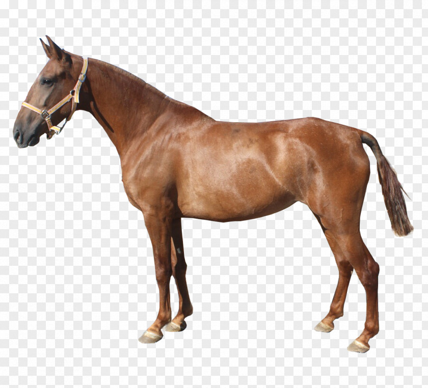 Horse Mare Hanoverian Mustang Stallion PNG