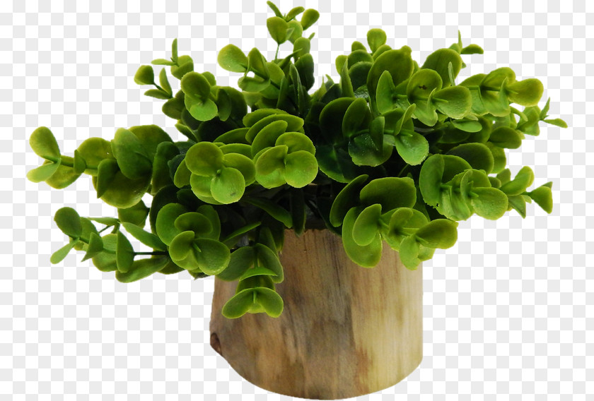 Plant Flowerpot Houseplant Window Blinds & Shades PNG