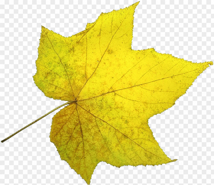 Sunshine Of The Indus Leaves Decorative Material Acer Truncatum Leaf U9f8du6f6du81eau7136u98a8u666fu533a PNG