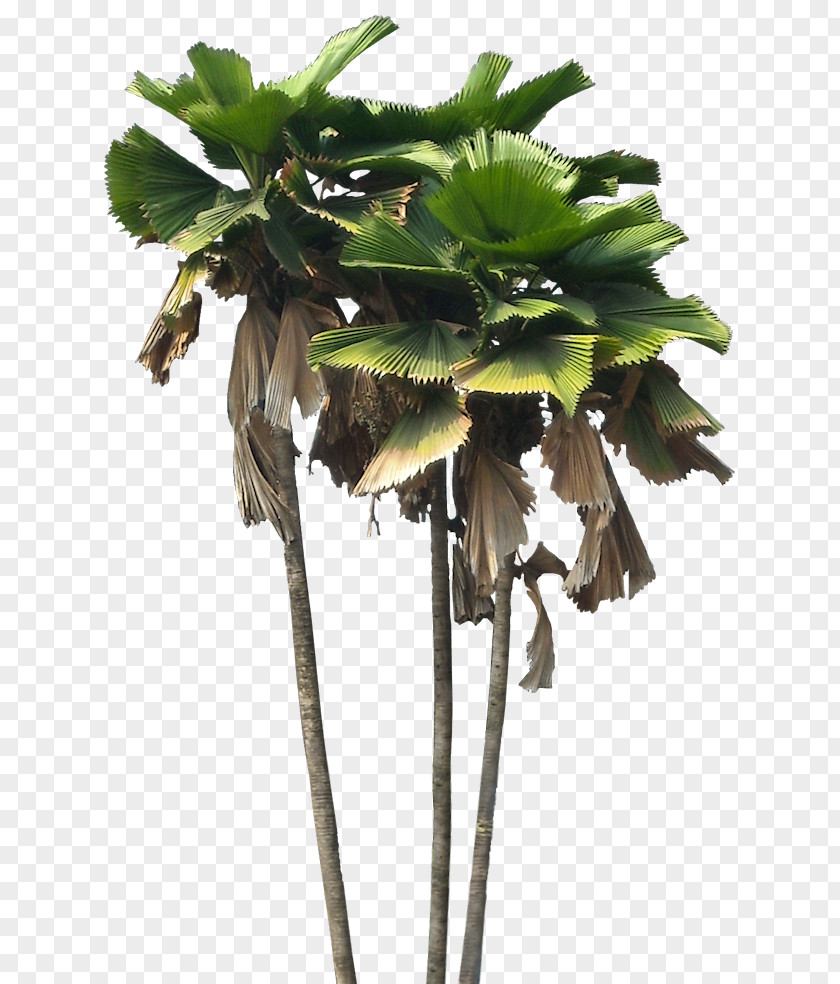 Tropical Plant Licuala Grandis Arecaceae Spinosa PNG