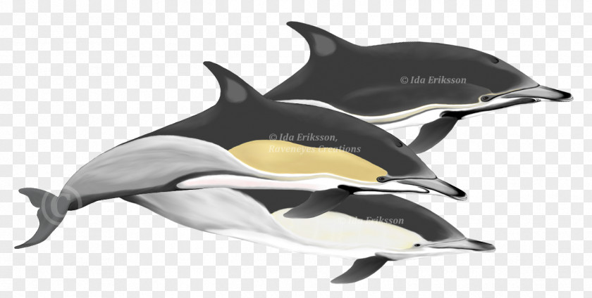 Dolphin Short-beaked Common Tucuxi Rough-toothed Wholphin Spinner PNG