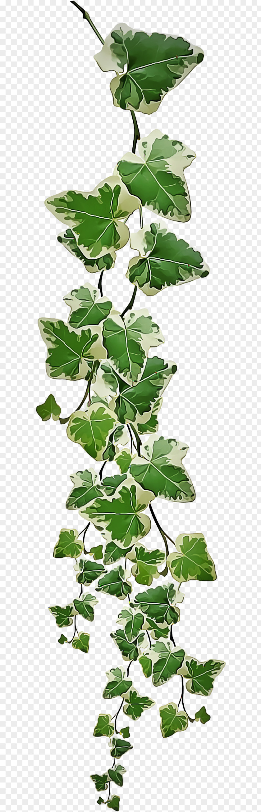 Fig Scarlet Gourd Ivy PNG