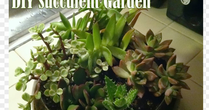 Suculent Flowerpot Houseplant Herb PNG