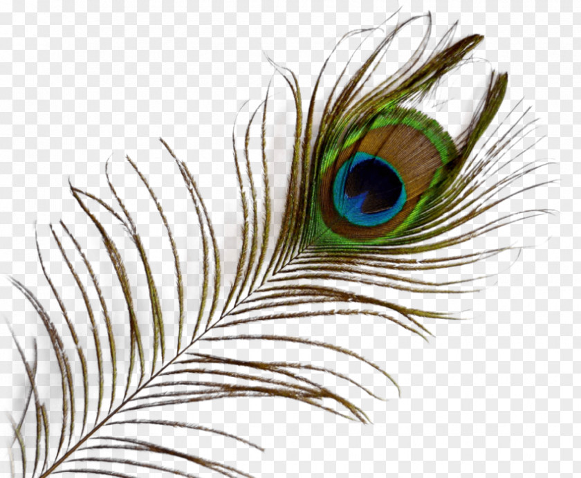 Bird Feather Clip Art PNG