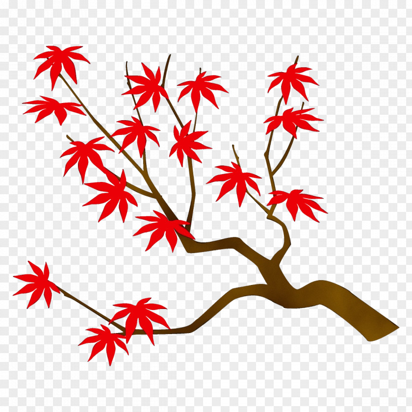 Black Maple Plant Tree Leaf PNG