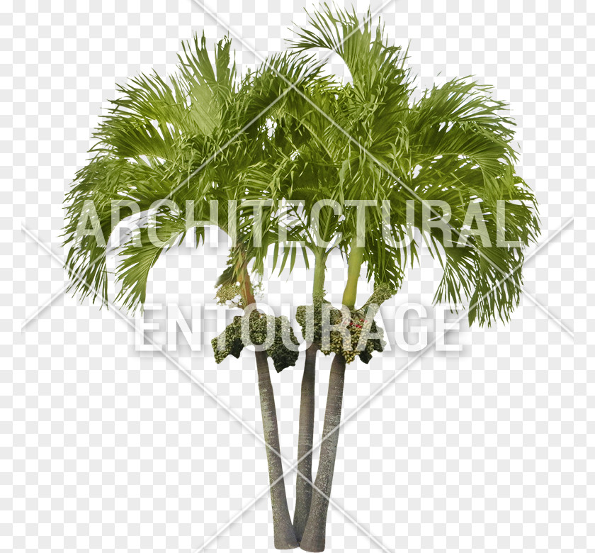 Coconut Asian Palmyra Palm Arecaceae Oil Palms Date PNG