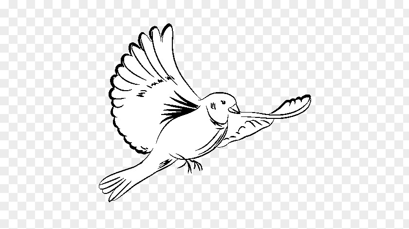 Palomas De La Ciudad Pigeons And Doves Coloring Book Drawing Image As Symbols PNG