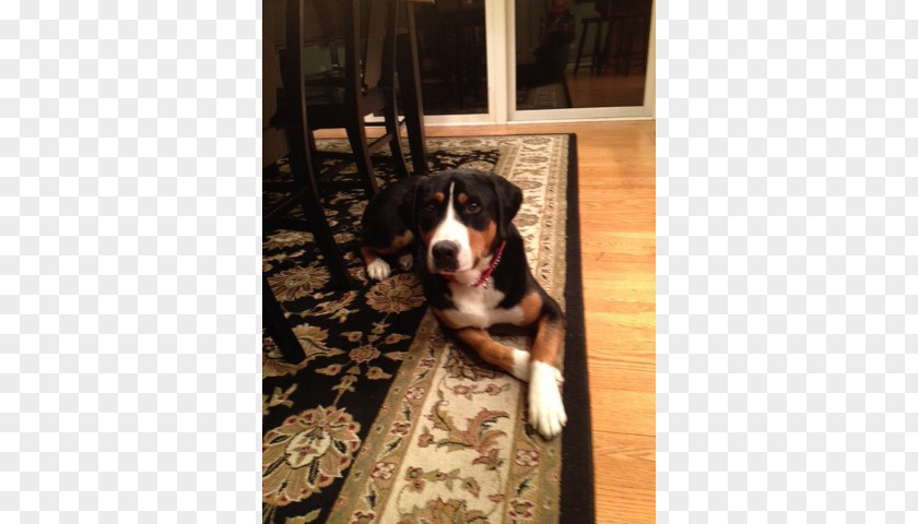 Puppy Greater Swiss Mountain Dog Bernese Breed Entlebucher Appenzeller Sennenhund PNG