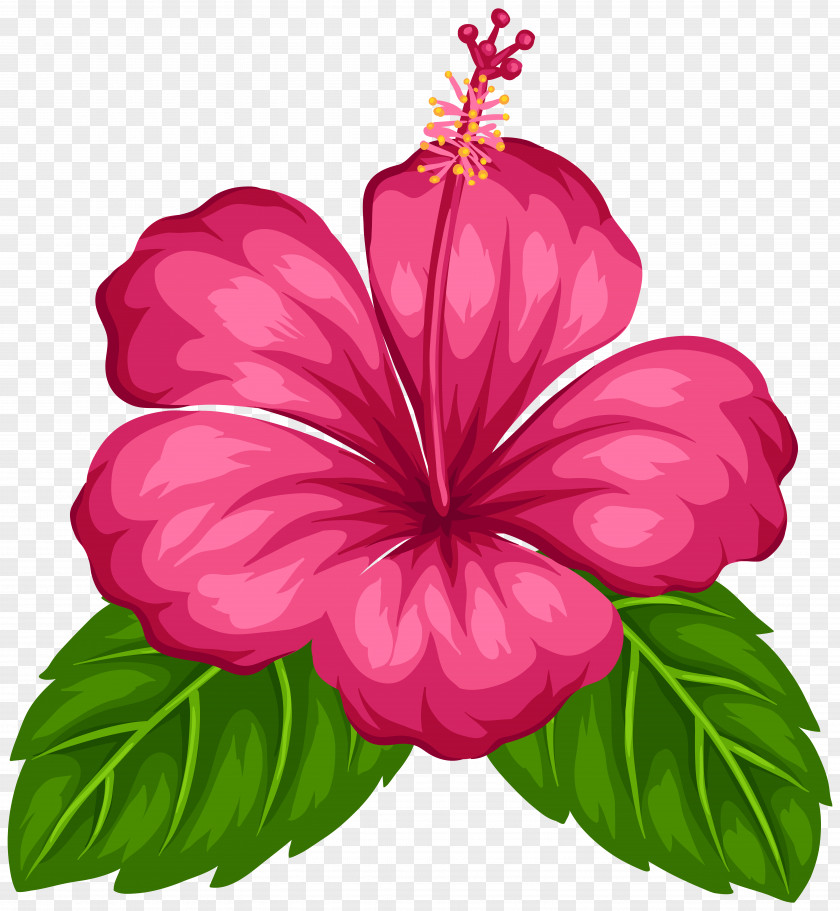 Tropical Flower Good Morning Android Greeting PNG