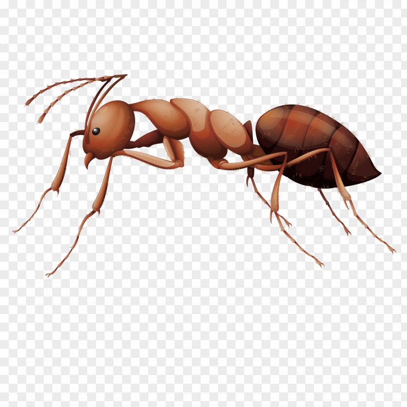 Vector Male Ants Ant Insect Stock Photography Illustration PNG
