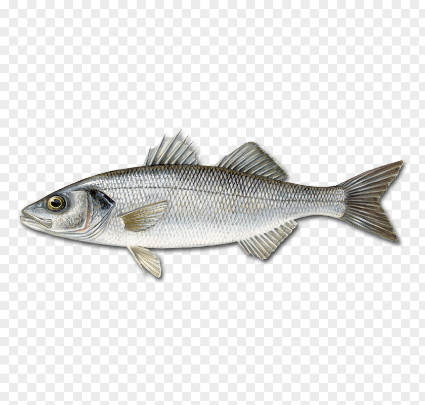 Bifrost European Bass Pandalus Borealis Fish Japanese Sea PNG
